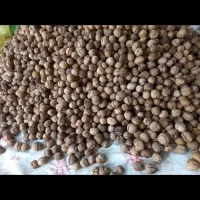 گردو.درجه یک بجنورد روستای اسفیدان