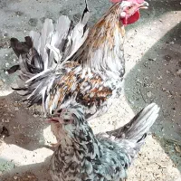 مرغ و خروس