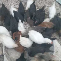 جوجه خروس و جوجه مرغ محلی اصل