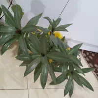 گل طبیعی|گل و گیاه طبیعی|دهلران, |دیوار