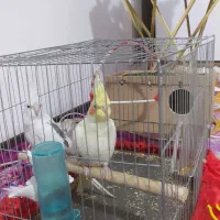 دوتا عروس هلندی زرنگ وخوشگل