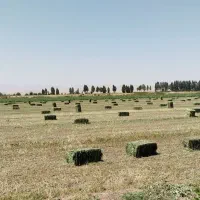 یونجه چین دوم