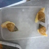 حلزون|خزنده|مشهد, کوی دروی|دیوار