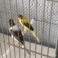 قناری نر