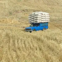کاه گندم دیم