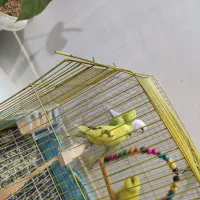 ۴عدد مرغ عشق آرام