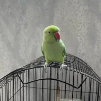 طوطی ملنگو