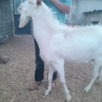 نر بز سانن