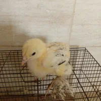 جوجه برهما