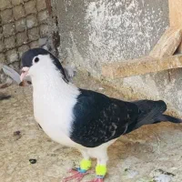 ساده کلاغ دم نر بدون رخ نقدی یا معاوضه