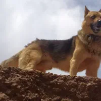 واگذاری سگ ژرمن
