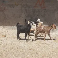 (( ۶ عدد بزغاله نر ماده ))
