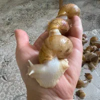 پرورش حلزون حیوون خونگی معجزه پوست درمنزل