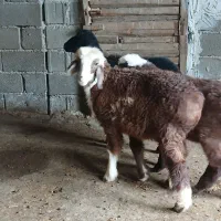 بره ماده
