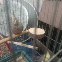 عروس هلندی