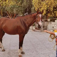 مادیون اصیل عرب