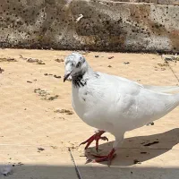 کبوتر|پرنده|چالوس, |دیوار
