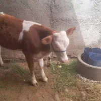 گوساله جنس اصل