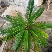 گل سیکاس