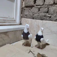 4 عدد طوقی