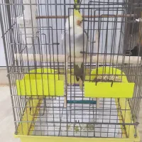 عروس هلندی نر