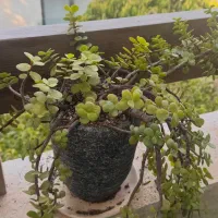 گل و گلدان طبیعی همه باهم باارسال رایگان