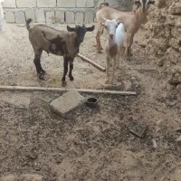 نری شهری چاق