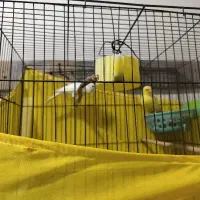 یک جوفوت قناری