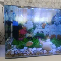 ماهی سوروم زرد