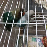 کوتوله وعروس هلندی