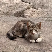 واگذار گربه سه ماه لوس