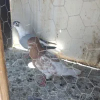 کفتر ساده سبز افغانی کله زرد کاکلی