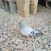 فروش کبوتر