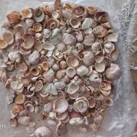فروش تعداد زیادی ،تزئینی دریایی