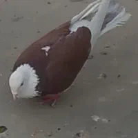 کبوتر شازده