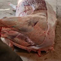 اورژانسی