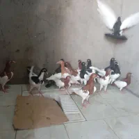 یهودی جوجه جوانه