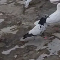 یک عدد کبوتر باخت رفته