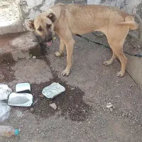 سگ سرابی