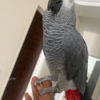 کاسکو خوش تیپ مهربون