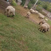 بره ریز برای قربانی فروشی قیمت مناسب