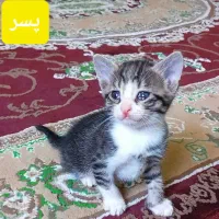واگذاری رایگان