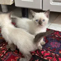 واگذاری گربه سیامی ۲ ماهه