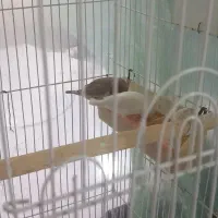 فنچ