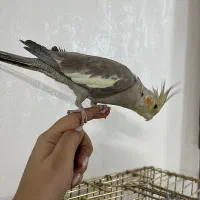 عروس هلندی دستی نر و ماده
