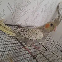 دو عروس هلندی نر و ماده