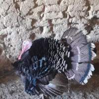 بوقلمون نر