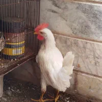 خروس سفید