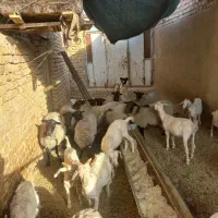 میش رومانوف اصل