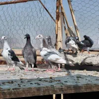 فروش کفتر پلاکی